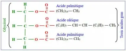 Libération de l'énergie emmagasinée dans la matière organique